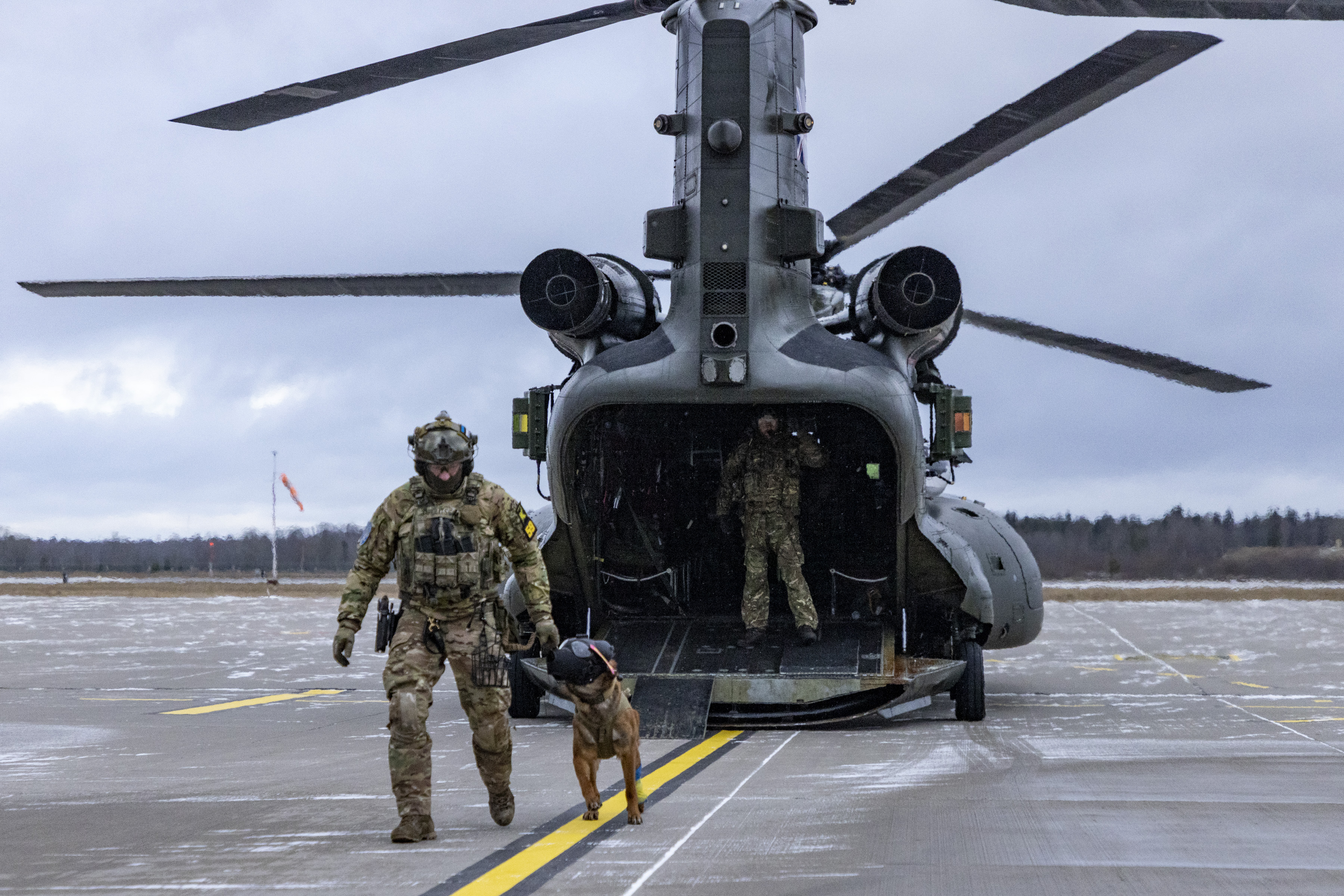 Image shows RAF Military Working Dog wearing headgear with RAF Regiment, exiting a Chinook on the airfield